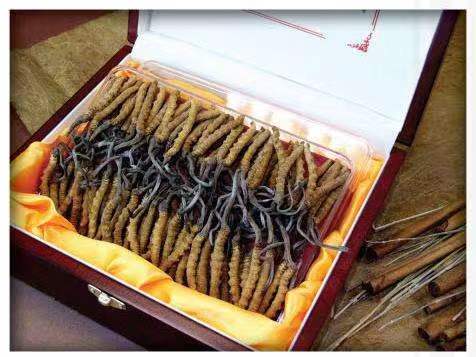 十月田镇冬虫夏草回收